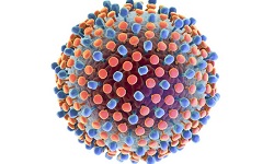 Hepatitis C virus
